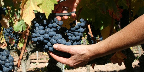 vendimia la rioja